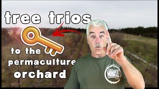 TREE TRIOS THE KEY TO THE PERMACULTURE ORCHARD