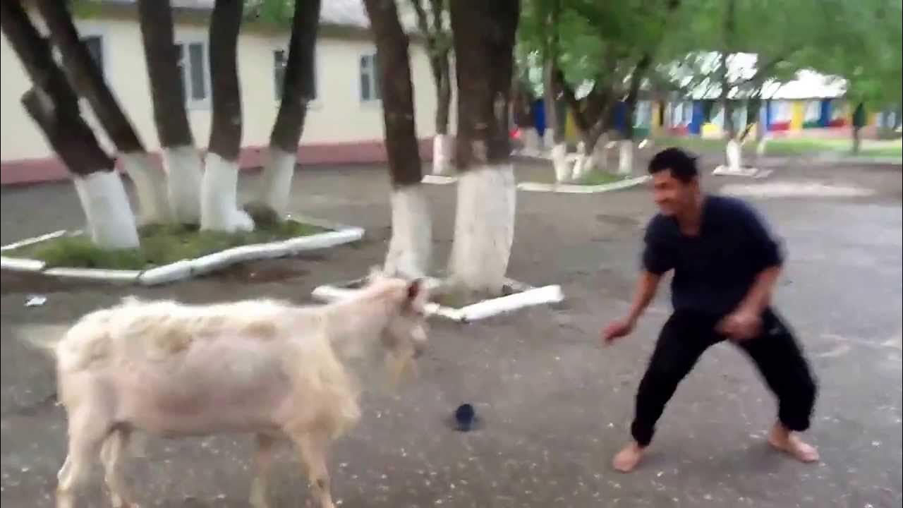 Мистер козел узбек. Козёл. Козёл сидит. Мистер козел узбек. Козёл мужчина это.