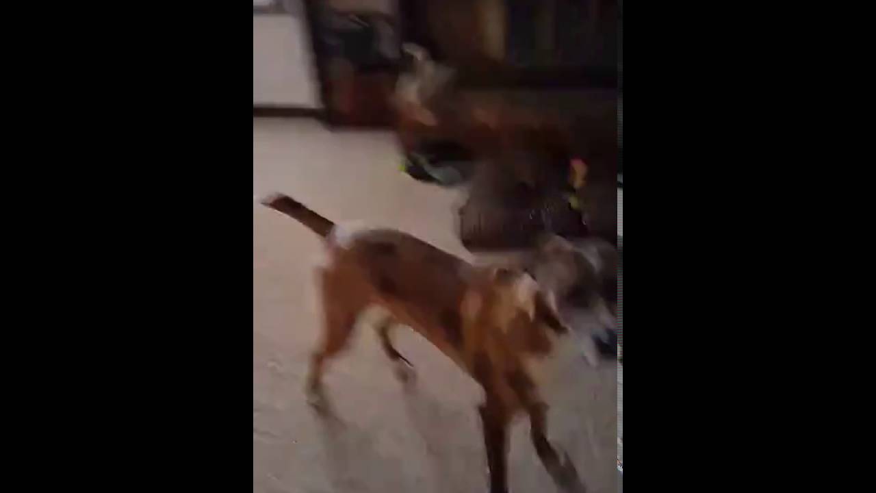 McKayla in her OrthoPets Stifle Orthoses