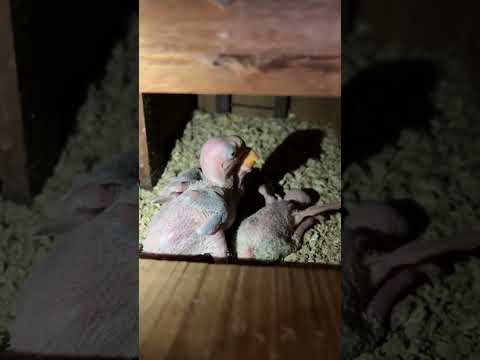 Raw Parrot with Chicks #rawparrot #viralvideos #viral_video #fypシ゚