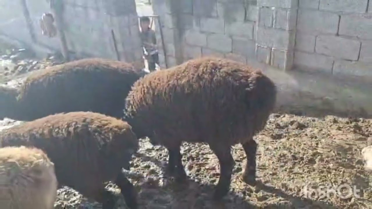 Ном сохиби мол 933 777 082