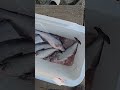 A few Catfish #louisana #fishing #catfishfish #freshwater #fishspecies #mississippiriver