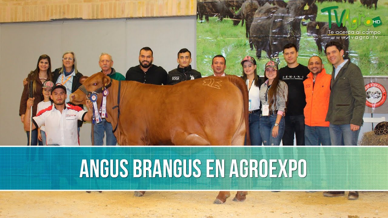 Feria: Angus y Brangus en Agroexpo 2019- TvAgro por Juan Gonzalo Angel