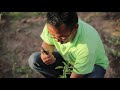Видео урок по выращиванию подвоев и саженцев фруктовых деревьев.