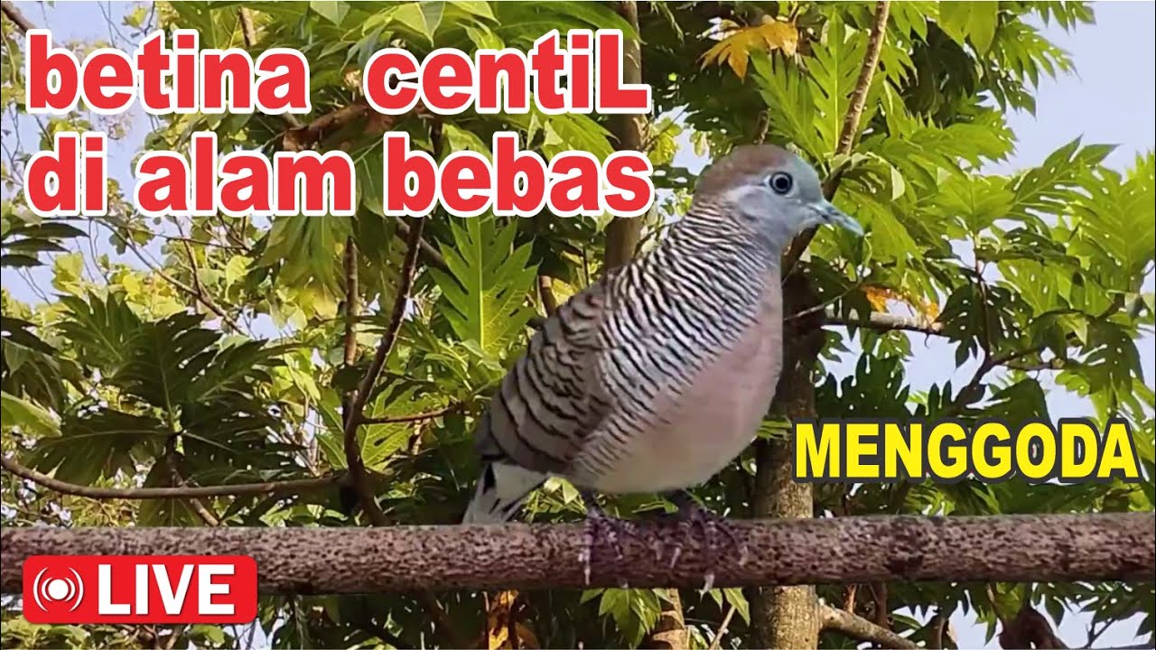 Perkutut betina memanggil jantan pasti manjur buat masteran