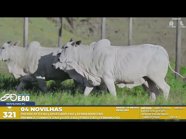 LOTE 321
