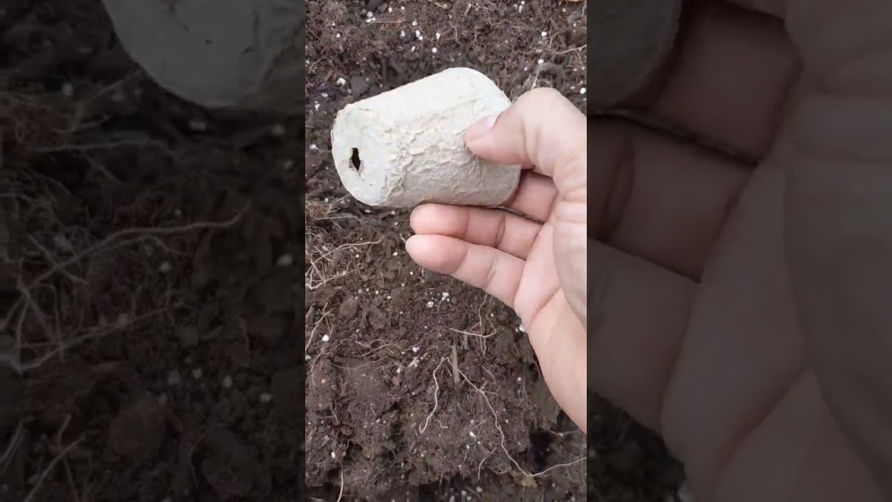 Biodegradable Seedling Pots Organic - Great For Begnniners  