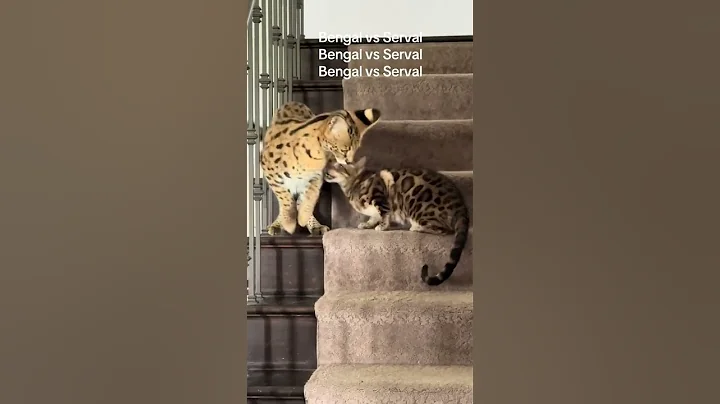Watch the video about Another round 🛎️ #servalcat#bengal#catlover#slowmotion#catfight#foryou#furbabies#blowup#parkour#fyp