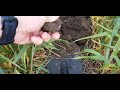 Что выбрать? No-till ? Классика? Серия 3.  Осмотр посевов