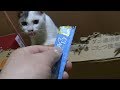 グレトビ引き籠もる！最終兵器投入！　子猫　保護　２２日目