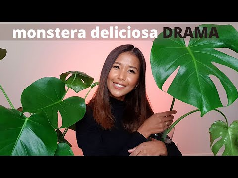 Video: Monstera Sjukdomar: Orsaker Till Större Monstera Sjukdomar. Vad Ska Jag Göra Om Monsterabladen Blir Gula Eller Svarta? Växtvård Och Behandling Hemma