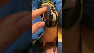Попугай ара под одеялом )