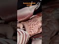 Human muscular system #biology #animation #madeeasy #muscularsystem #trending #viral #viralshorts