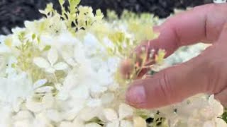 Puffer Fish Hydrangea Proven Winners
