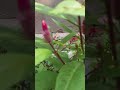 Garden Alive