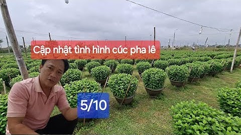 Cập nhật tình hình cúc pha lê 5/10 chậu 50 60 70 cao hơn nửa mét hết rồi