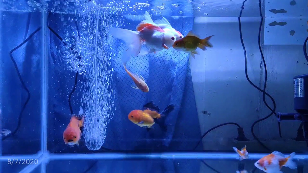 Relaxing Aquarium Ikan Mas Koki YouTube