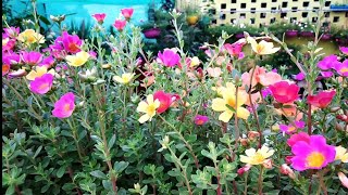 Terrace garden overview Showing flowering plants.last overview of summer season gardening 2021