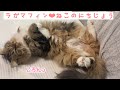 猫の日常♡【ラガマフィン】Ragamuffin cat の動画、YouTube動画。