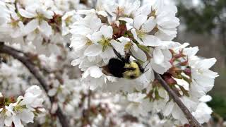 Bees on Weeping Cherry Flowers