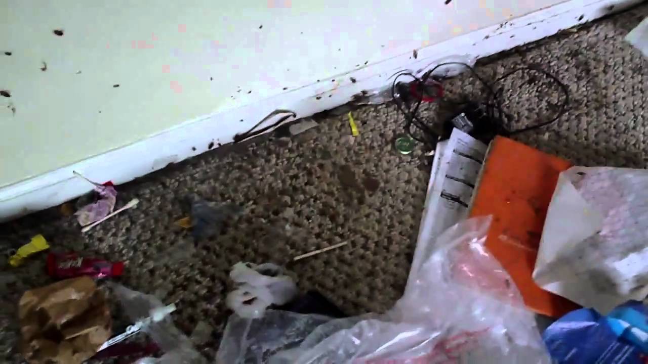 Roach House in Charlotte NC YouTube
