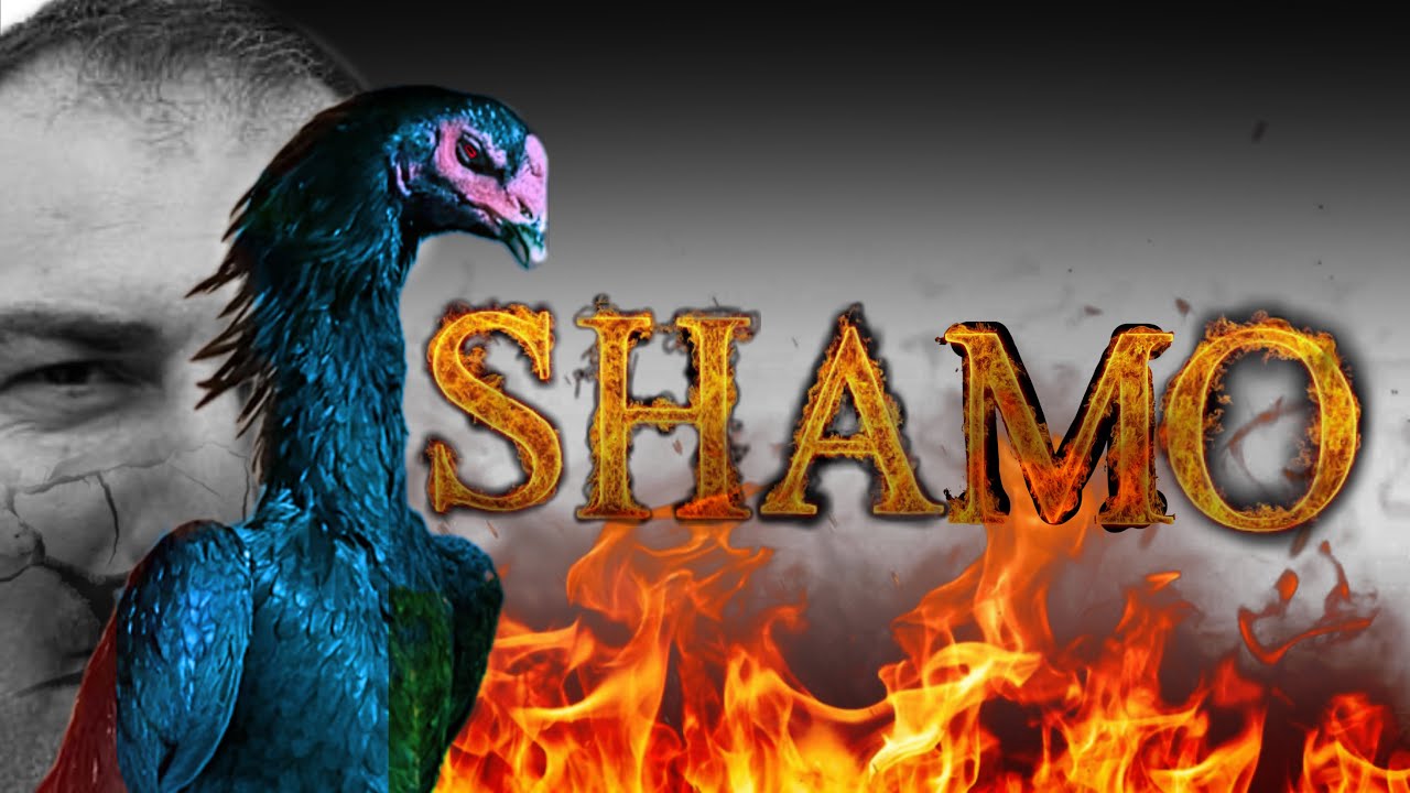 OSHA’MODA HERKES BU RENGİ KÜMESİNDE İSTEYECEK!!! OSHAMO ÜRETİCİSİ MÜMTAZ BOZDOĞAN