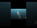 Binatang Yang Paling Mematikan Di Dunia #shorts #jellyfish