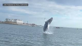 Watch: Video of humpback whale breaching in Boston Harbor