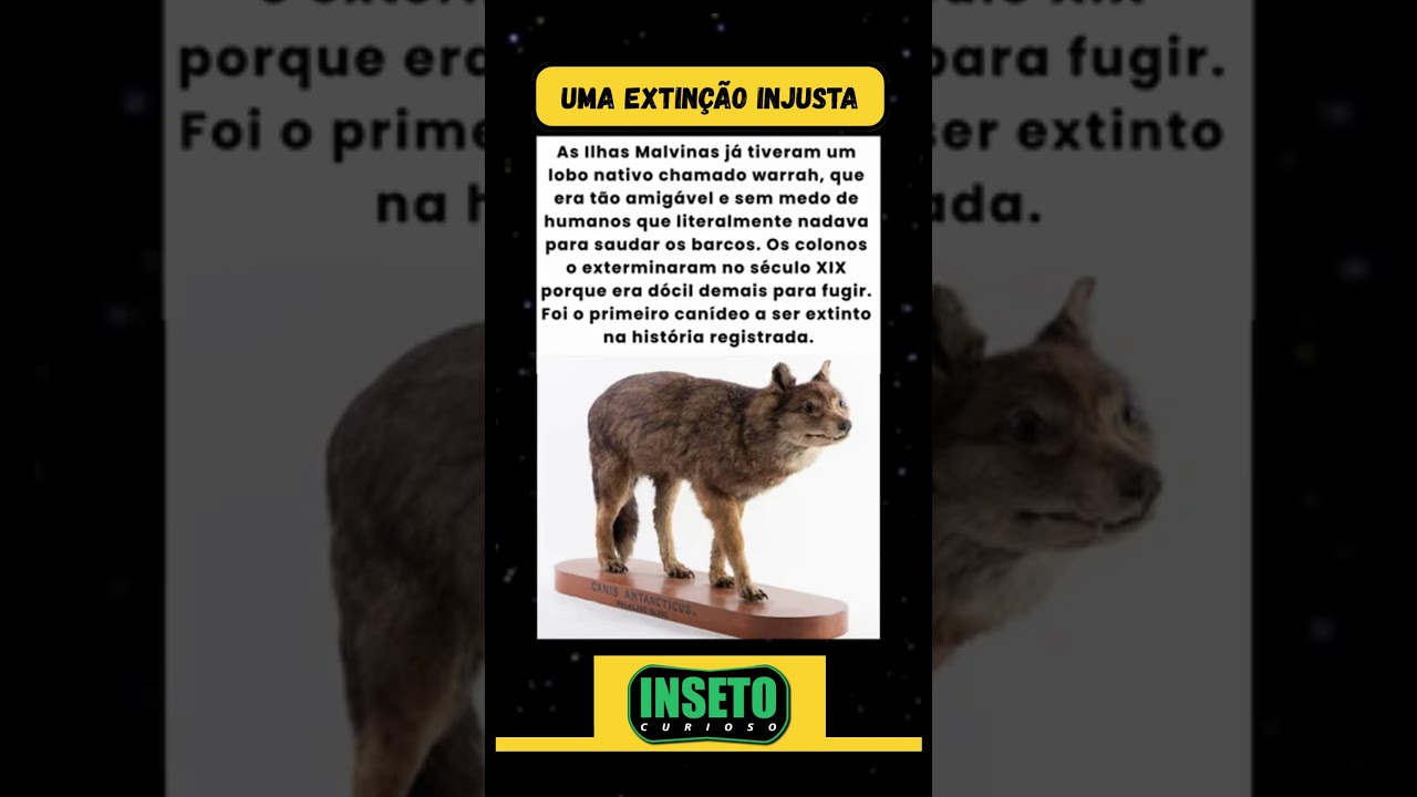 Esse lobo era tão amigável que foi extinto!