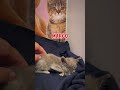 They were left to die in a box... but they had a secret weapon! 🥺🙏 #kitten #animal #shorts