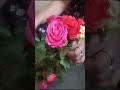 Flower #amazing #love #flowers #happy #happymoments #colourfulflower #shorts
