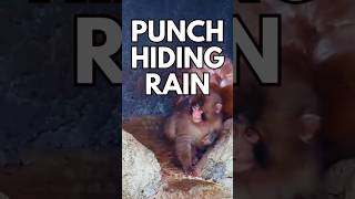 Punch Monkey Hides Under Rock from Rain... Then Gets the Sweetest Monkey Hug