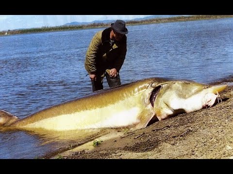 2004 und 2006 I Die Rettung der Donau Beluga Störe - YouTube