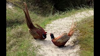 Bažant obecný, Common pheasant, Fasan, Faisan de Colchide, Faisán vulgar #birds #birdwatching