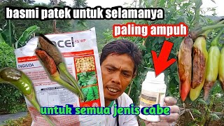 Sangar obat Patek cabe paling ampuh sekali semprot Patek musna buah mulus sampe habis