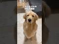 今日はふわふわゴルを作っていくよ！#ゴールデンレトリバー #犬と2人暮らし #goldenretriever