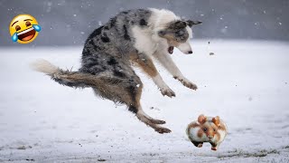 Funny Animal Videos 2023 🤣 Funniest Cats😹 and Dogs🐶 Videos #7 by New Level Creation 6 views 1 year ago 5 minutes, 2 seconds