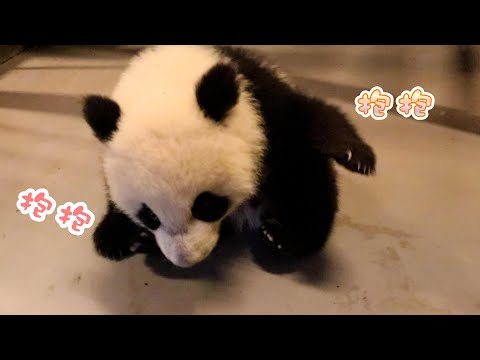 《熊貓早晚安》被熊貓寶寶追著抱大腿怎麼辦 | iPanda熊貓頻道