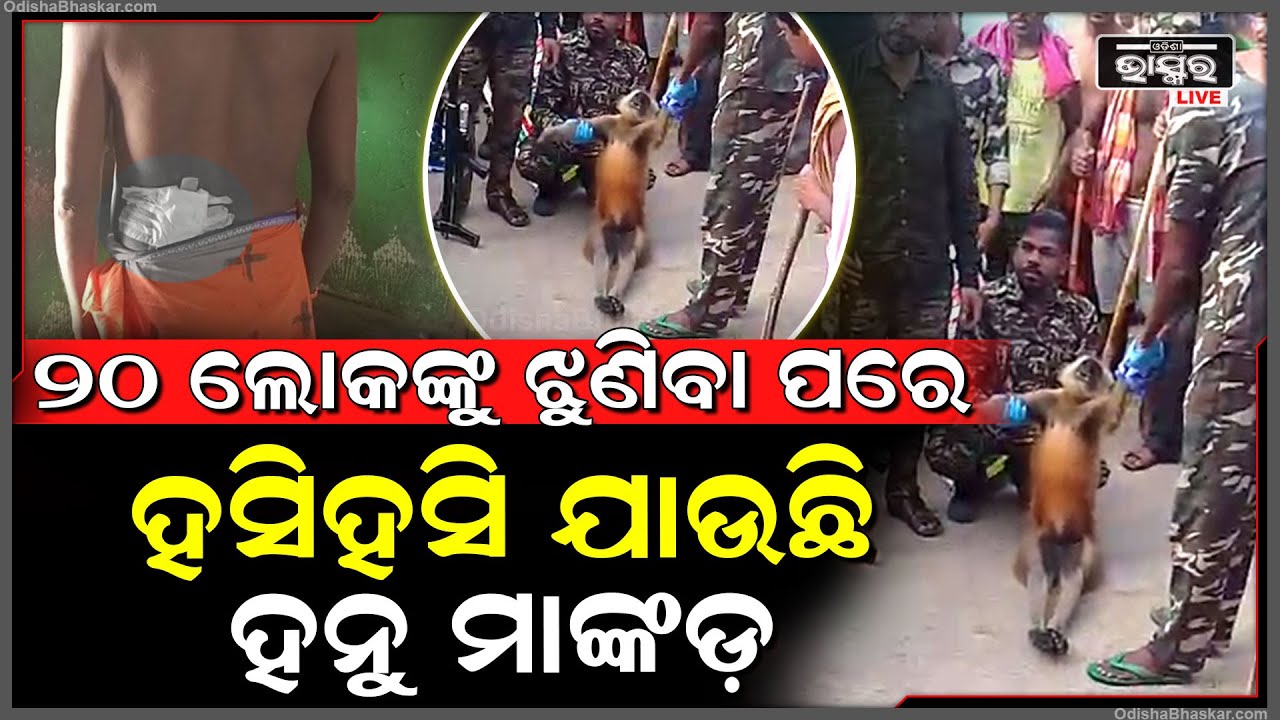 ହନୁମାଙ୍କଡ଼ ଆତଙ୍କରେ ୨ଟି ଗାଁର ୨୦ରୁ ଅଧିକ ଲୋକ ଗୁରୁତର ଶେଷରେ ଟାଙ୍କୁଲାଇଜରରେ କାବୁକଲେ ନନ୍ଦନକାନନରୁ ଆସିଥିବା ଟିମ
