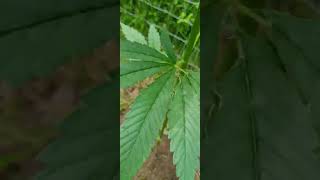 outdoor uk guerilla grow #right2growUK
