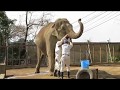 日本平動物園　象のトレーニング