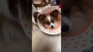 ヨンちゃんエリザベスカラー