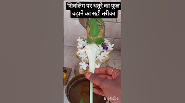 शिवलिंग पर धतूरे का फूल चढ़ाने का सही तरीका #upay #panditpradeepmishra #shorts #trending #shivling