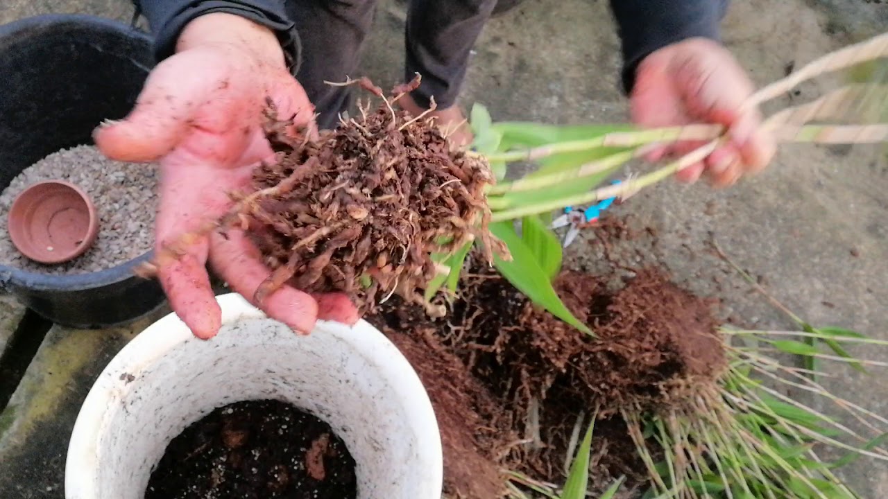 Orquidea Sobralia decora alba. Transplante é dicas.