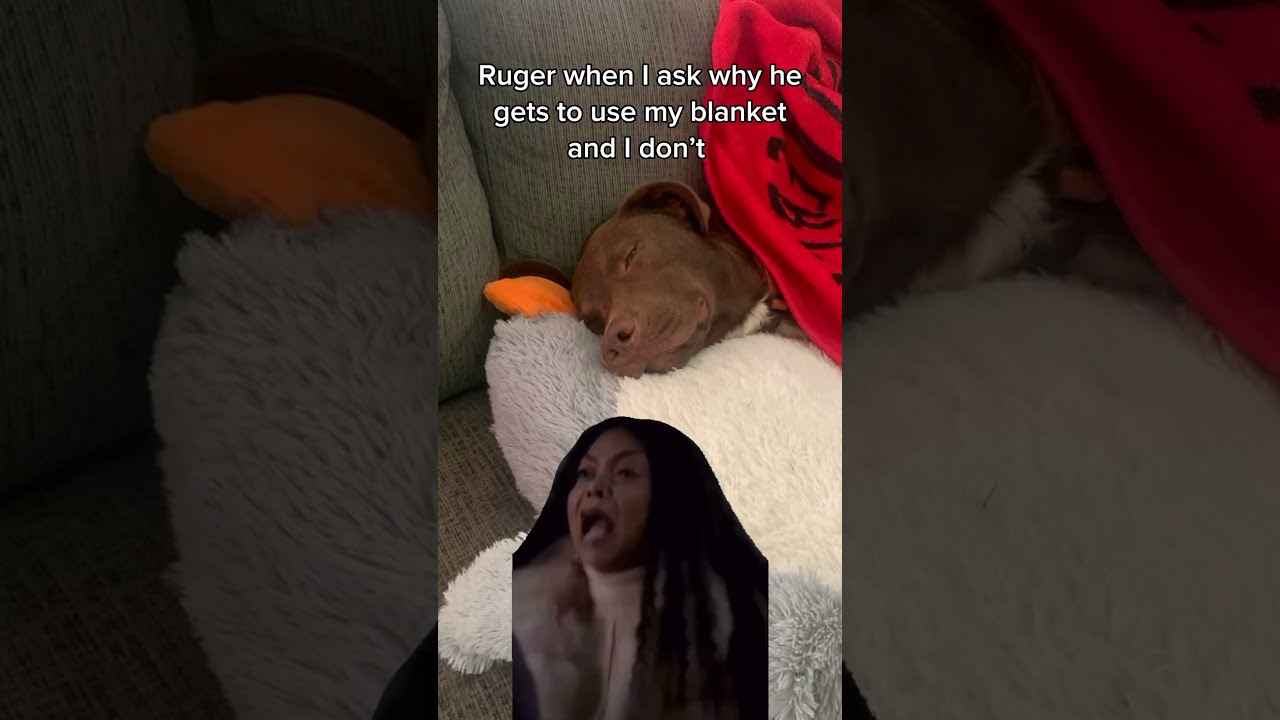 He S Gotta Put Him First Dog Puppy Pets Petmeme Tiktok Shorts Fyp Funny