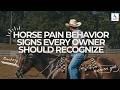 Horse Pain Behavior Signs Every Owner Should Recognize