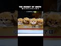 The Secret of birth of my kittens 〜子猫の誕生の秘密