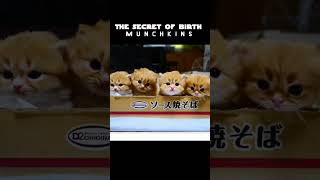 The Secret of birth of my kittens 〜子猫の誕生の秘密