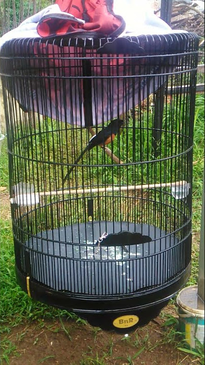 murai isian pentet monyet om bro