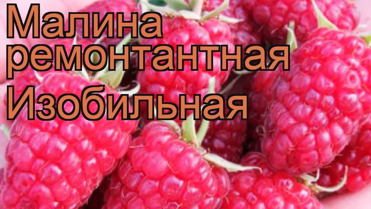 Изобильная Описание Сорта Фото